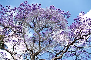 Jacaranda in the Royal Botanic Gardens, Sydney, Australia