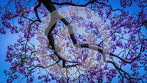 Jacaranda flower in spring