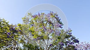 Jacaranda Spring Crown