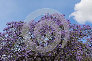 Jacaranda tre in flower