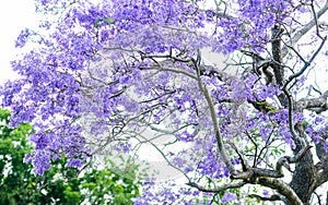 Jacaranda Tree