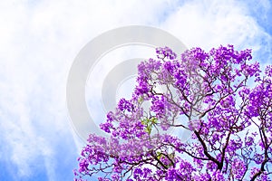 Jacaranda tree in Adelaide