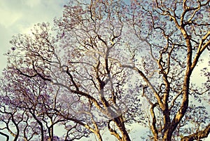 Jacaranda tree in afternoon light in Brisbane Aust