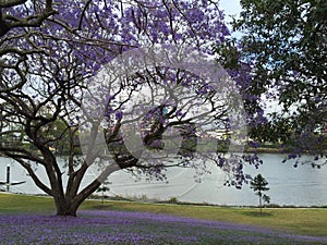 Jacaranda tree