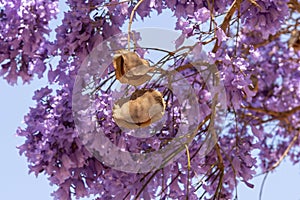 Jacaranda tree in bloom and showing seed pods