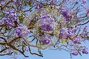 Jacaranda tree in bloom. South Africa