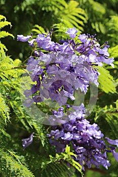 Jacaranda tree blossoms