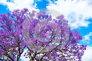 Jacaranda tree blossoms with blue sky