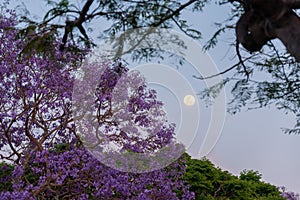 Jacaranda Tree at dusk with full moon