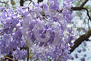 Jacaranda tree in flower