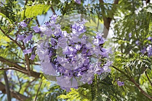 Jacaranda tree flowers