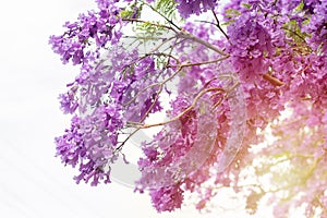Jacaranda tree in a full bloom with beautiful purple flowers