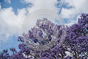 jacaranda tree at full bloom at Grafton kogarah, australia