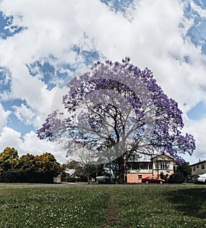 jacaranda tree at full bloom at Grafton kogarah, australia