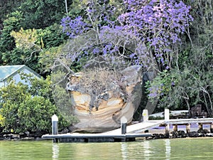 A Jacaranda tree growing near the shore of Dangar Island