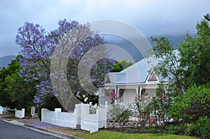 Jacaranda tree home Cape South Africa