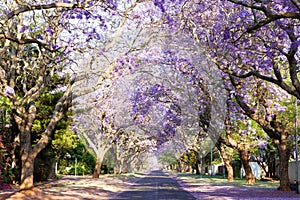 Jacaranda tree-lined street in South Africa's capital city