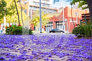 Jacaranda tree petals