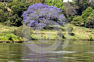 Jacaranda tree at a river