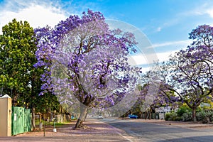 Jacaranda Tree, South Africa