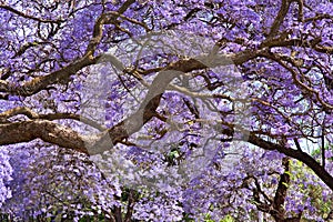 Jacaranda trees photo