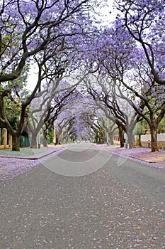 Jacaranda trees lining a residential road