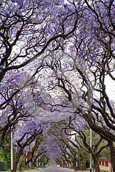 Jacaranda trees lining a residential road