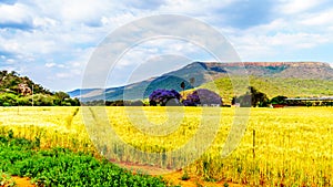 Jacaranda trees at a farm with wheat fields along highway R36 near the town of Orighstad in Limpopo Province