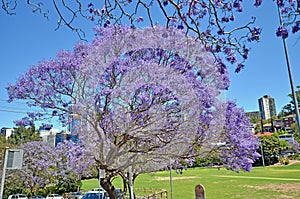 Jacaranda trees at full bloom in Sydney, Australia