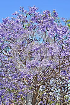 Jacaranda trees at full bloom in Sydney, Australia