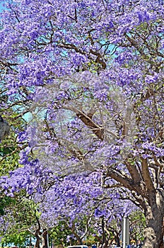 Jacaranda trees at full bloom in Sydney, Australia