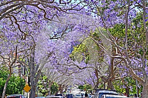 Jacaranda trees at full bloom in Sydney, Australia