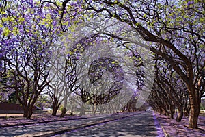 Jacaranda trees in Harare