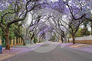 Jacaranda trees lining a residential road