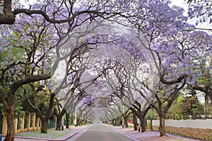 Jacaranda trees lining a residential road