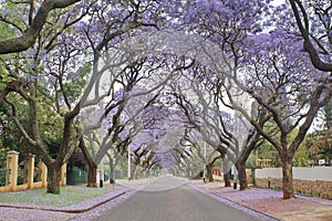 Jacaranda trees lining a residential road