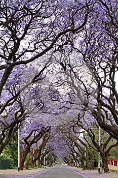 Jacaranda trees lining a residential road