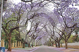 Jacaranda trees lining a residential road