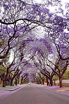 Jacaranda trees lining a residential road