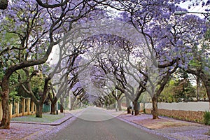 Jacaranda trees lining a residential road