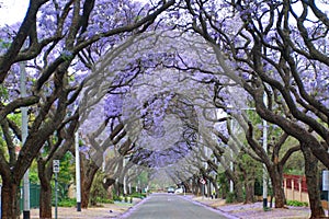 Jacaranda trees lining a residential road