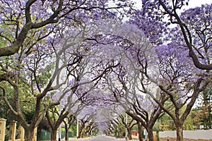 Jacaranda trees lining a residential road