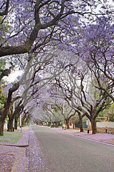 Jacaranda trees lining a residential road