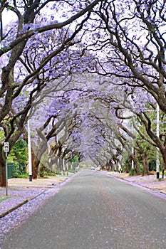 Jacaranda trees lining a residential road