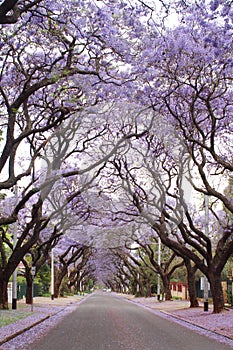 Jacaranda trees lining a residential road