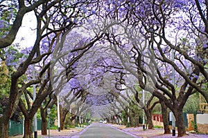 Jacaranda trees lining a residential road