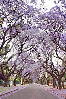 Jacaranda trees lining a residential road