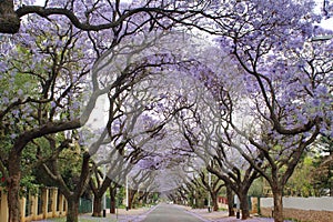 Jacaranda trees lining a residential road