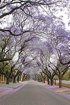 Jacaranda trees lining a residential road