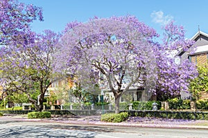 Jacaranda Trees in Subiaco photo